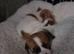 Jack russel pups