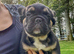 Fluffy French Bulldog Puppies Ready Now - £2,000