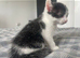 5 kittens for sale can deliver ready now