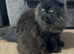 3 YEAR OLD CHOCOLATE PERSIAN X MAINE COON FOR SALE