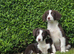 Sprollie pups