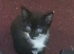 Four black kittens