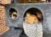 Kittens for sale (including ginger females!)
