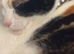 Kitten