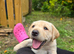 Milromali labradors bred for health and temperament