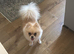 Female Pomeranian for sale