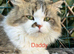 Now reduced only 1 Persian cross kittens