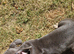 2 Frug Puppies left