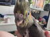 Adorable hand reared cockatiels