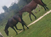 Stunning Irish sports horses