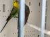 Blackwing Budgie Pair