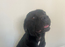 Cane corso puppies