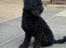 Beautiful Black toy poodle d