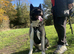 Male Akita