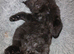 8 week old kittens
