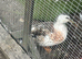 Miniature Silver Appleyard hatching eggs