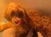 DNA health tested Cavapoos