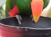 Eclectus