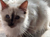 Ragdoll 16 month tica and gccf un neutered