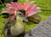 Beautiful mix breed ducklings (non sexed)