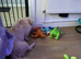 Glen of Imaal terrier male 1 year
