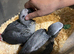 African Grey Baby