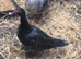 Muscovy