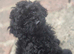 Cockapoo puppys