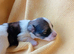 Full Breed KC registered Havanese Puppies
