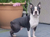 Stunning kc lilac Boston Terrier Puppy