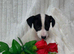 Jack Russell one beautiful boy available