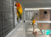 Sun conure