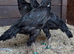 Black o shamo pair