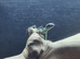 Eastern Casque Headed Iguanas