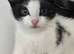 Kitten
