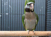 Hand Reared Baby Derbyan Parrots