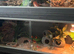 Leopard gecko
