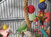 Alexandrine ring neck 2 year old boy