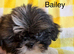 Shih Tzu puppy's