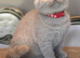 Gorgeous BSH Kittens