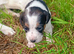 Jack Russell Puppies for Sale Swansea