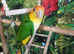 Hand-Reared yellow thighed caiques