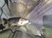 Carp fish