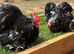 Pekin bantams youngsters