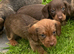 Mini Wire Haired Dachshund Pups