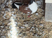 5 Pigeons available in Leicester. See pictures. Various different birds.