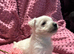 West Highland Terrier puppies.