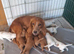 Stunning sprocker pups