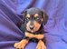 Beautiful Jack Russell Puppies Ready Now