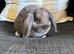 Beautiful baby mini lop boy can leave now